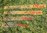 Rasenkanten Cortenstahl 59 cm x 15 cm x 3 mm - 3er Set