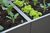 Hochbeet Urban Gardening Metall 0,3 m x 0,3 m x 0,3 m hoch - lackiert